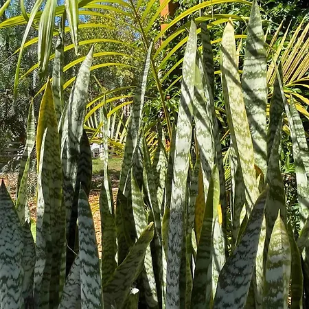 Markethome Plataneras *