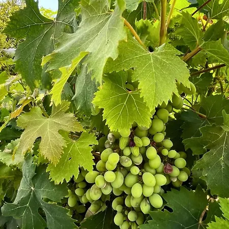 Markethome Plataneras