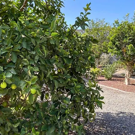 Markethome Plataneras